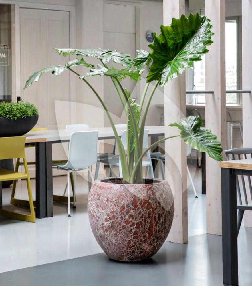 fluiten Aannemer Beneden afronden Baq Design Lava Relic Pink Planter bloempot binnen 19x19x13 cm |  Tuinexpress.nl