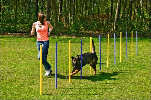 Afbeelding beeztees agility slalom set - hondenspeelgoed - 12st door Tuinexpress.nl