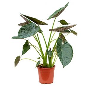 Alocasia wentii L kamerplant