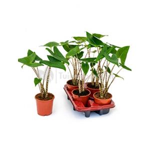 Afbeelding Alocasia zebrina XS kamerplant door Tuinexpress.nl