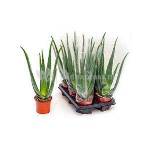 Afbeelding Aloe vera barbadensis XS kamerplant door Tuinexpress.nl