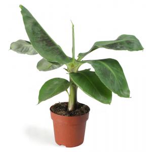 Afbeelding Bananenplant Musa dwarf cavendish XS kamerplant door Tuinexpress.nl