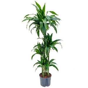 Dracaena arturo XL hydrocultuur plant