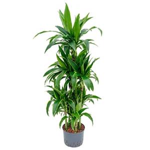 Dracaena arturo XXL hydrocultuur plant