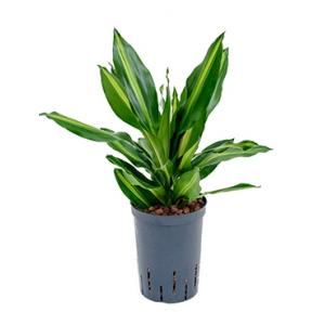 Dracaena cintho petrolina hydrocultuur plant