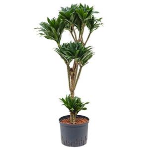 Dracaena compacta XXXL hydroculuur plant