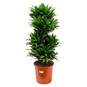 Dracaena compacta XL kamerplant