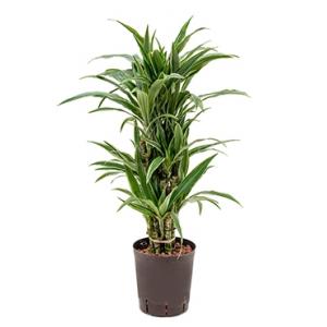 Dracaena deremensis medellin hydrocultuur plant