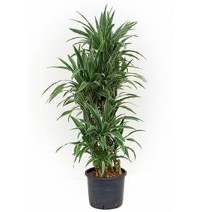 Dracaena deremensis bogata hydrocultuur plant