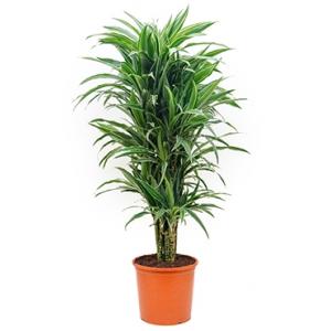 Dracaena deremensis XL kamerplant