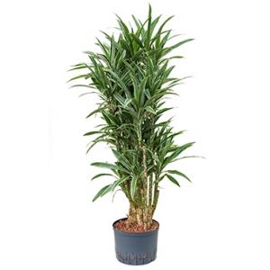 Dracaena deremensis manizales hydrocultuur plant