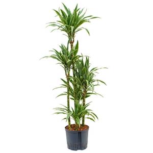 Dracaena deremensis buritaca hydrocultuur plant