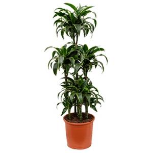 Dracaena dorado 6pp kamerplant