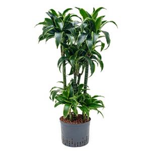 Dracaena dorado zorras hydrocultuur plant