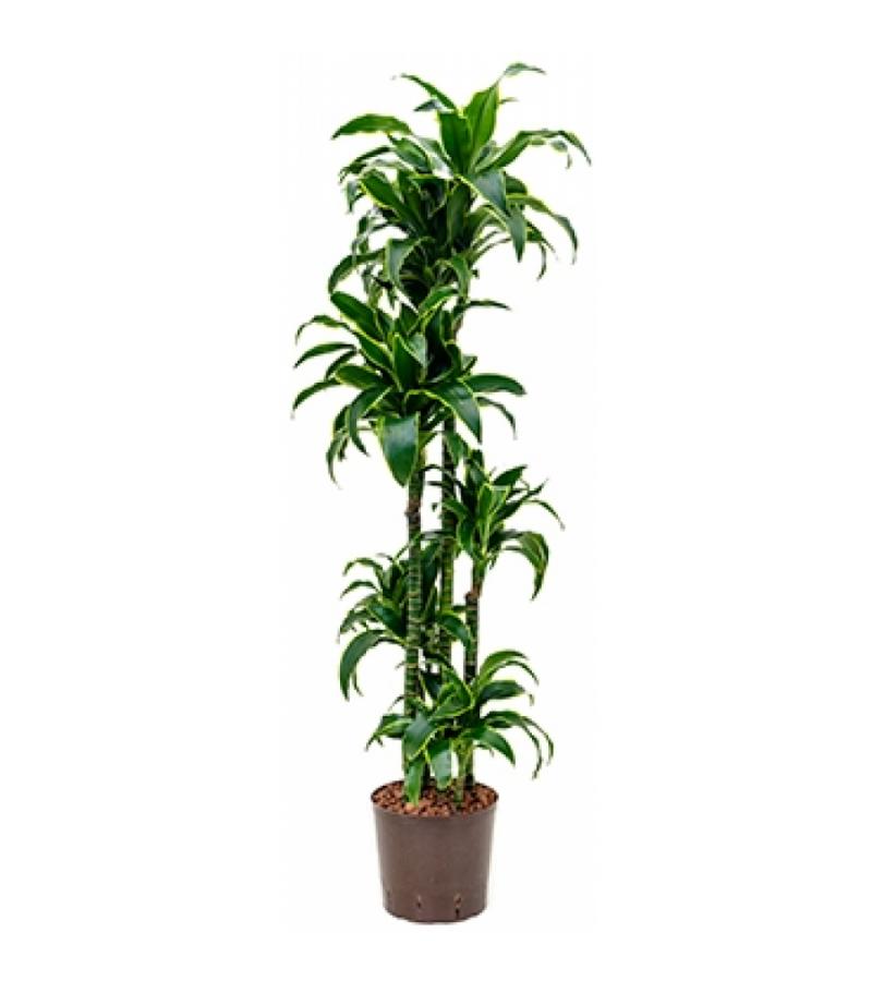 Dracaena dorado jaroma hydrocultuur plant