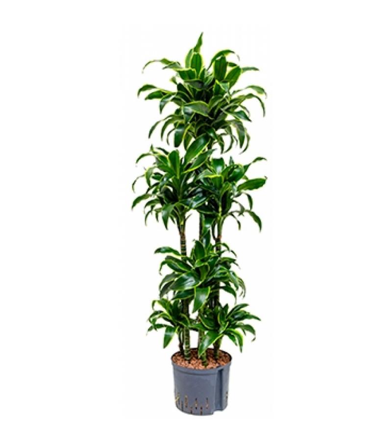 Dracaena dorado curana hydrocultuur plant