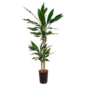 Dracaena fragrans obera hydrocultuur plant