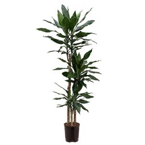 Dracaena fragrans layla hydrocultuur plant