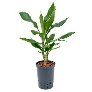 Dracaena fragrans cordoba hydrocultuur plant