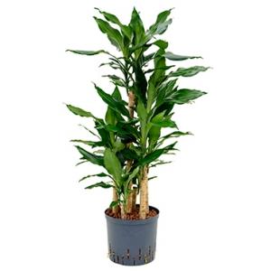 Dracaena fragrans condor hydrocultuur plant