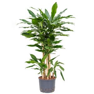 Dracaena fragrans leona hydrocultuur plant