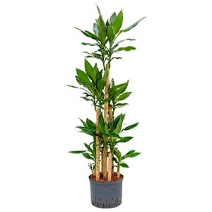 Dracaena fragrans inca hydrocultuur plant