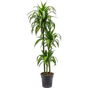 Dracaena hawaiian sunshine M kamerplant