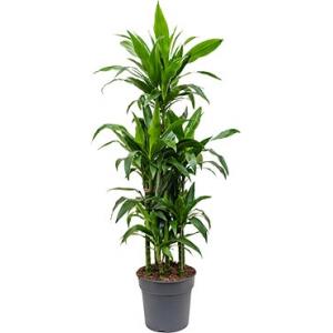 Dracaena janet craig 6pp kamerplant