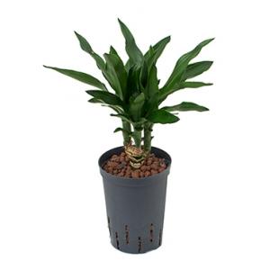 Dracaena janet lind tezen hydrocultuur plant