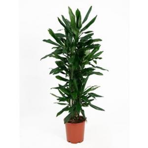 Dracaena janet lind L kamerplant