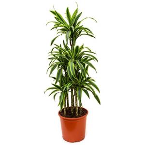 Dracaena lemon lime courrousel kamerplant