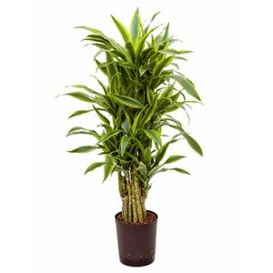 Dracaena lemon lime pampas hydrocultuur plant