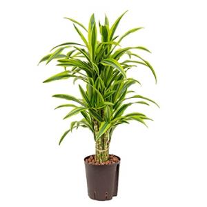 Dracaena lemon lime talara hydrocultuur plant