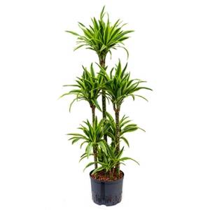 Dracaena lemon lime cumba hydrocultuur plant