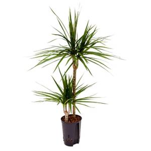 Dracaena marginata M hydrocultuur plant