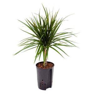 Dracaena marginata spider S hydrocultuur plant