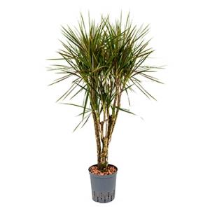 Dracaena marginata spider vertakt S hydrocultuur plant