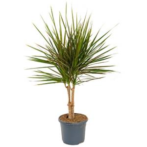 Dracaena marginata spider kamerplant