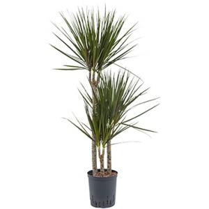 Dracaena marginata spider trio S hydrocultuur plant