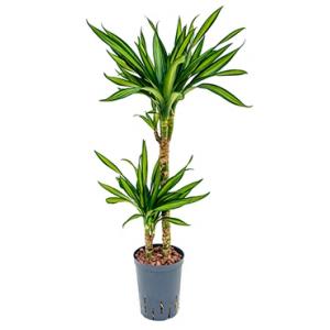 Dracaena riki M hydrocultuur plant