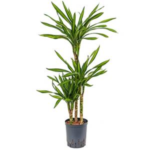 Dracaena riki XL hydrocultuur plant