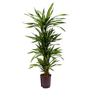 Dracaena riki vertakt S hydrocultuur plant