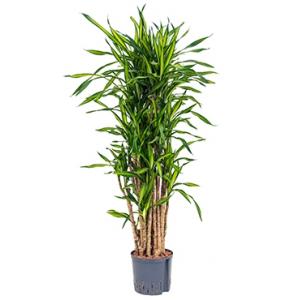 Dracaena riki vertakt M hydrocultuur plant