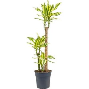 Dracaena steudneri sol S kamerplant