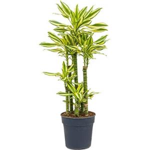 Dracaena steudneri sol L kamerplant