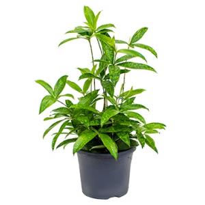 Dracaena surculosa XL kamerplant