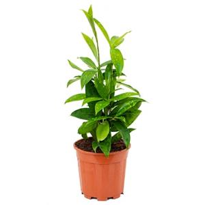 Dracaena surculosa S kamerplant