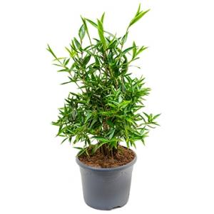 Dracaena surculosa cantik kamerplant