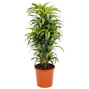 Dracaena surprise M kamerplant