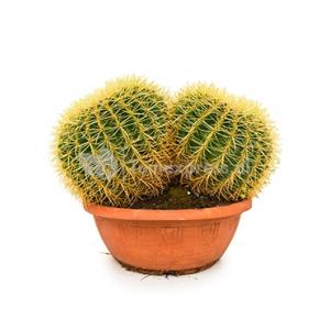 Echinocactus grusonii double M kamerplant